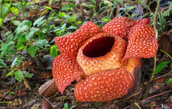 See the legendary rafflesia flower