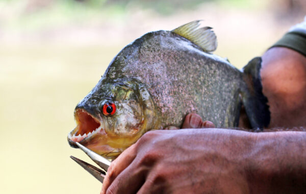 Go piranha fishing on the Amazon