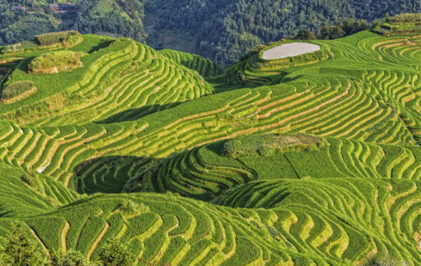 Take a day trip to Longji Rice Terraces