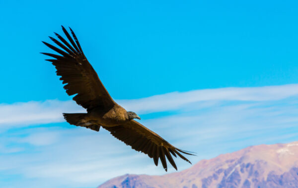 The flight of the condor in Colca Canyon