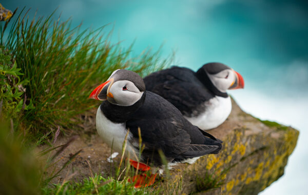 Spot puffins in southern Iceland
