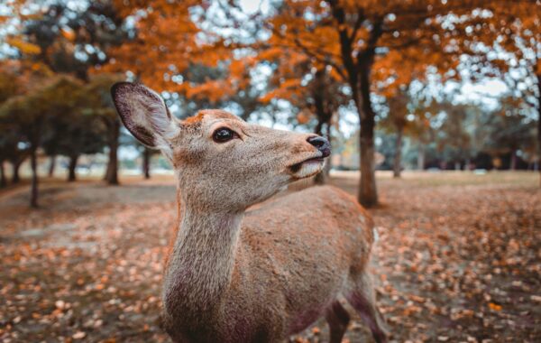 Feed the deer in Nara