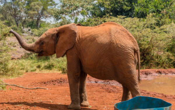 Feed a baby elephant at a Nairobi sanctuary