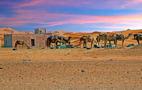 Take a sunset camel trek in the Sahara Desert
