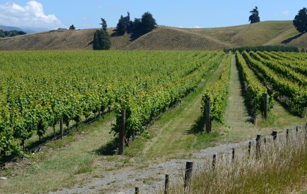 Sample Nelson's vineyards on a bike tour