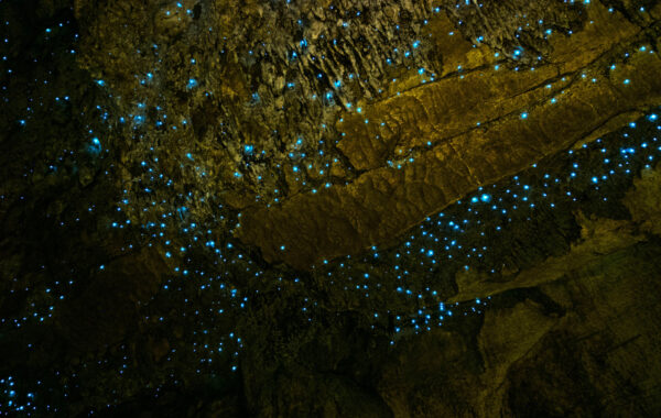 See Waitomo Caves eerie glowworms