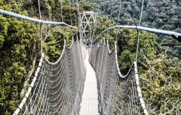 Explore the canopy of Nyungwe National Park