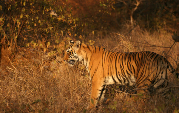 Go on tiger safari in Ranthambore