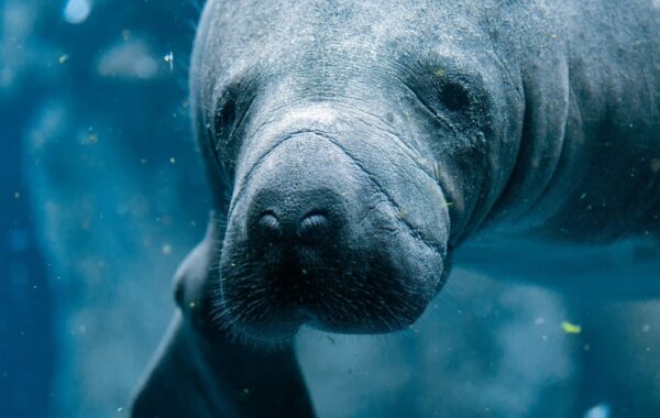 See manatees at the Amazon Rescue Center