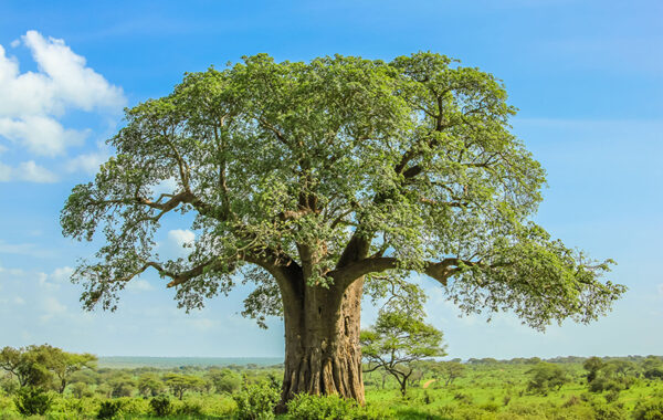 Explore the world of baobabs on a walking safari