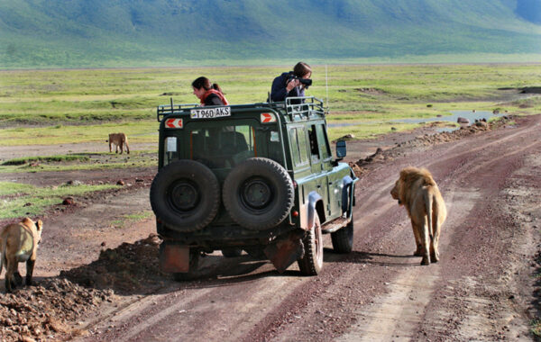 Spend a day in Ngorongoro’s volcanic crater looking for wildlife