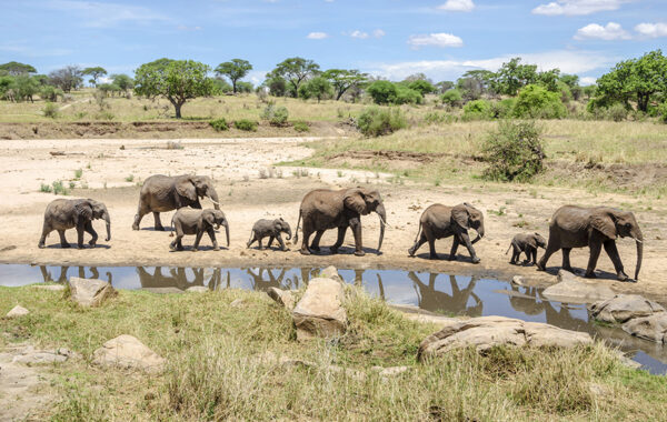 Search for elephants in Tarangire National Park