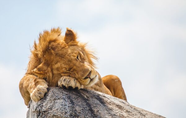Go lion-watching at Simba Kopjes