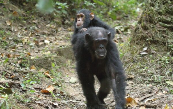 Independent chimp trekking in Gombe