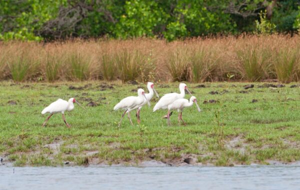 Best for an unusual coastal safari