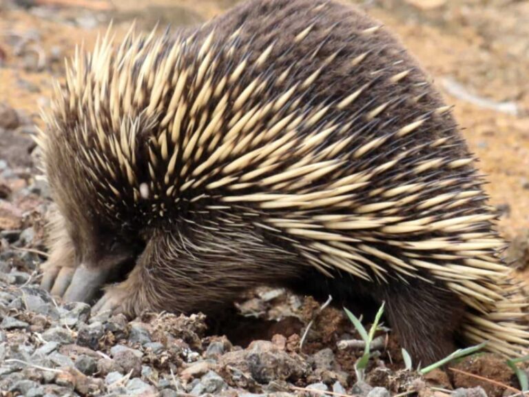 Echidna Walkabout