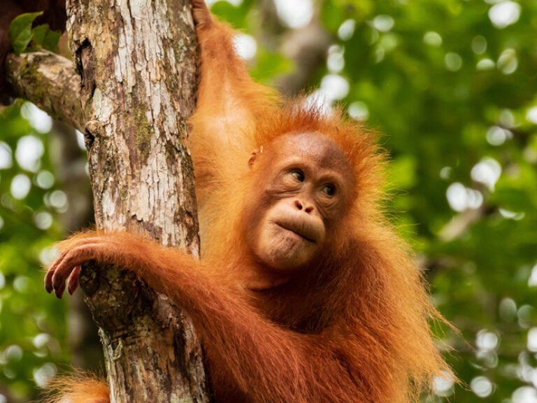 Borneo Eco Tours