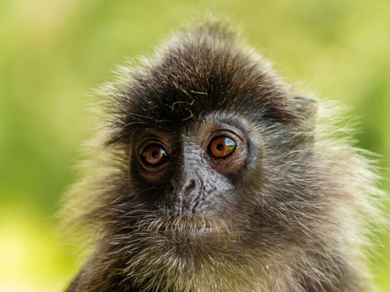 Borneo Eco Tours