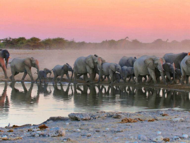 Namibia’s most famous safari park