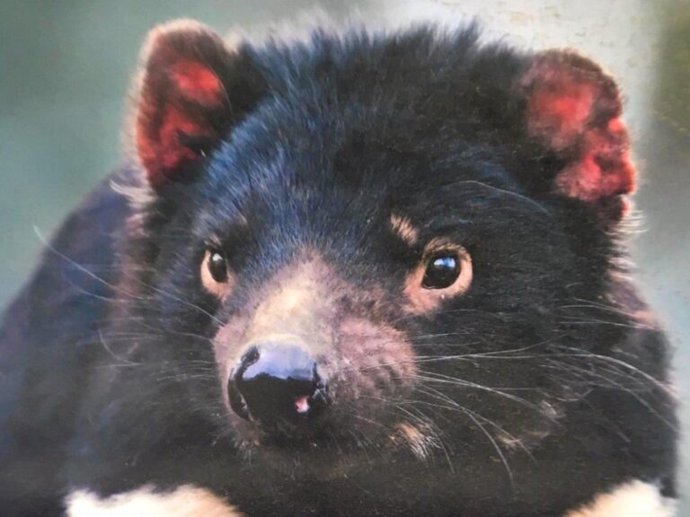 Fun Tassie Tours