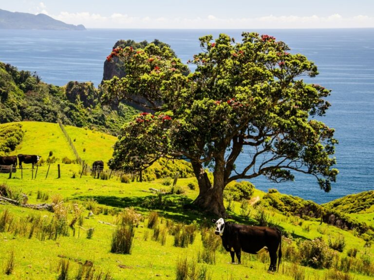 Coromandel Peninsula