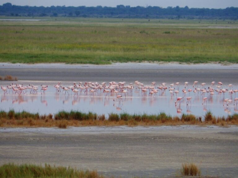 Spot the flamingoes of Makgadikgadi Pans