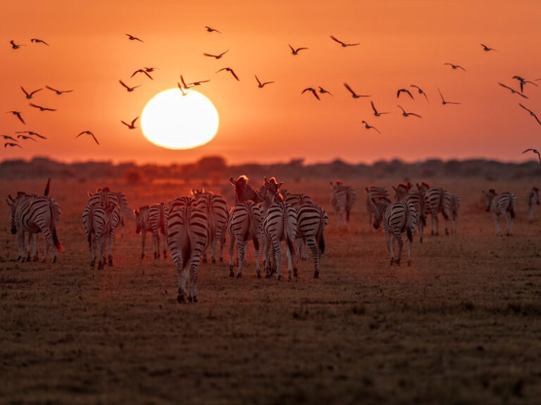 Zebra migration in Nxai Pan National Park