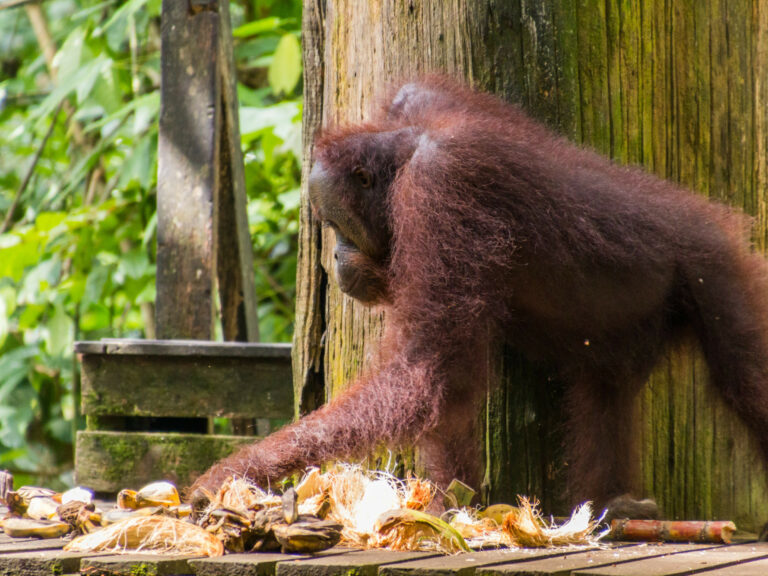 Borneo Eco Tours