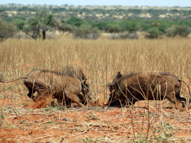 Tswalu Kalahari Private Reserve