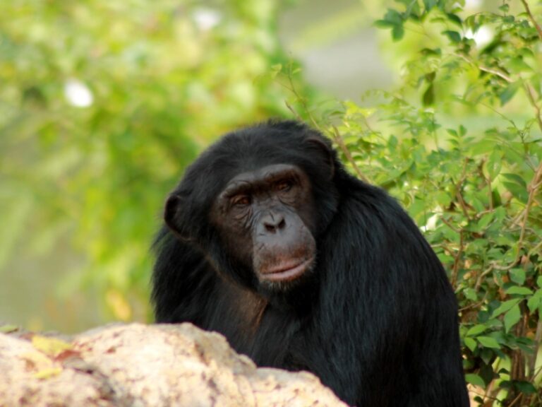 See chimpanzees at Mahale Mountains