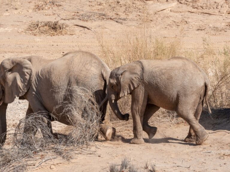 See Namibia’s rare desert dwelling elephants