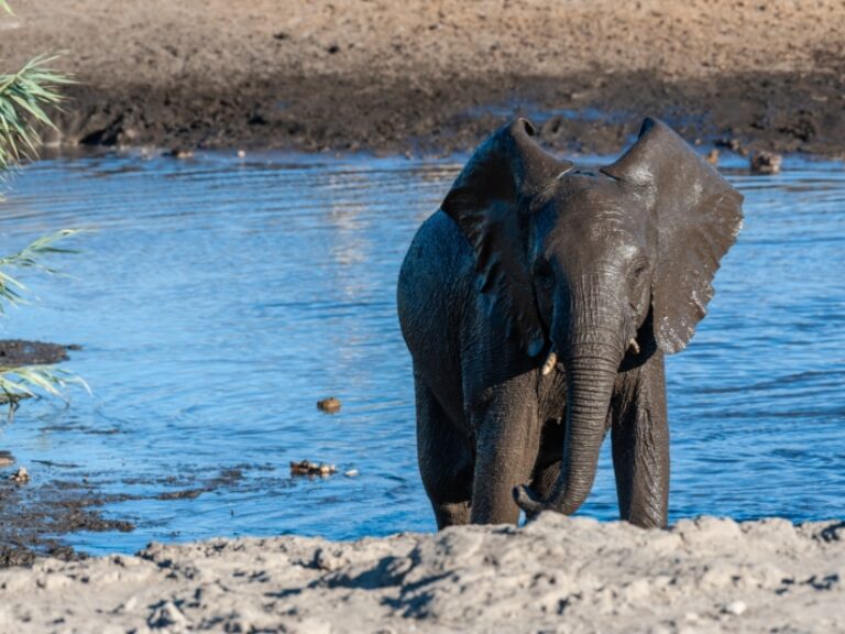Spy on elephants at the waterhole