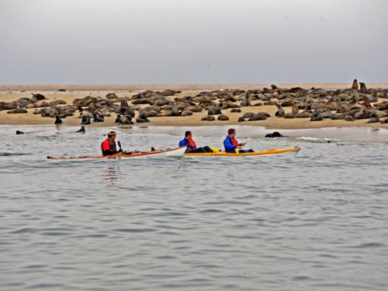 Sea kayak with seals