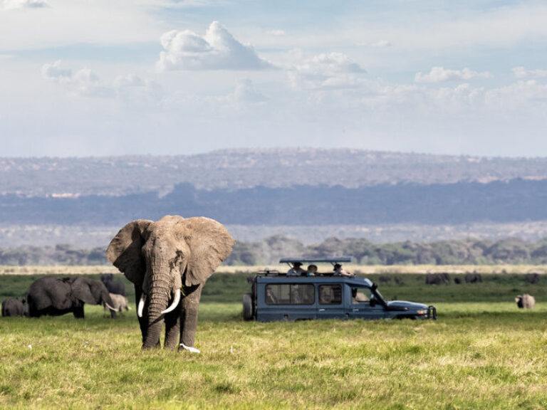 For elephants & Kilimanjaro views