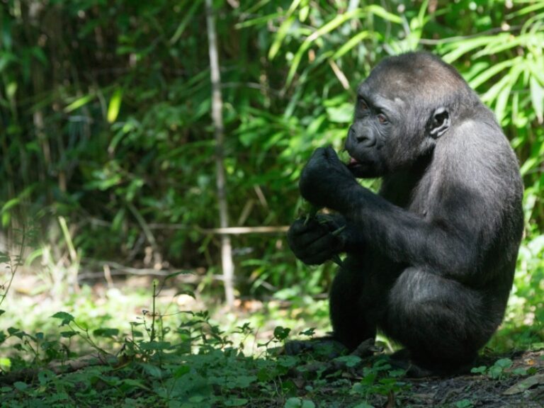 Lesser-known gorilla safari locations