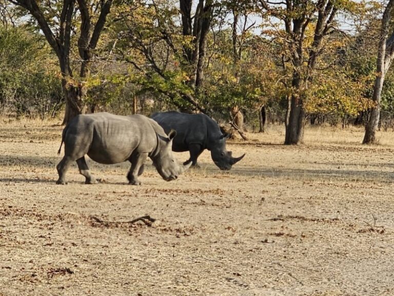 Walk with rhinos in Mosi-oa-Tunya National Park