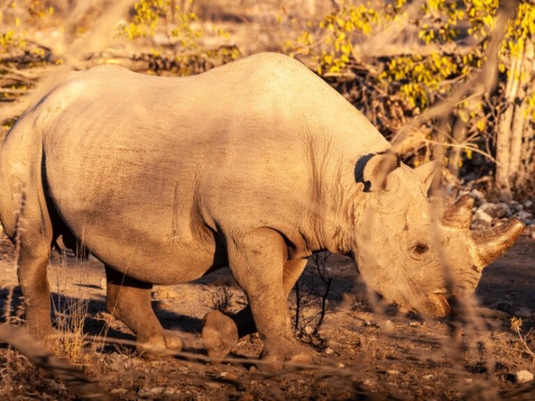 Track the critically endangered black rhino