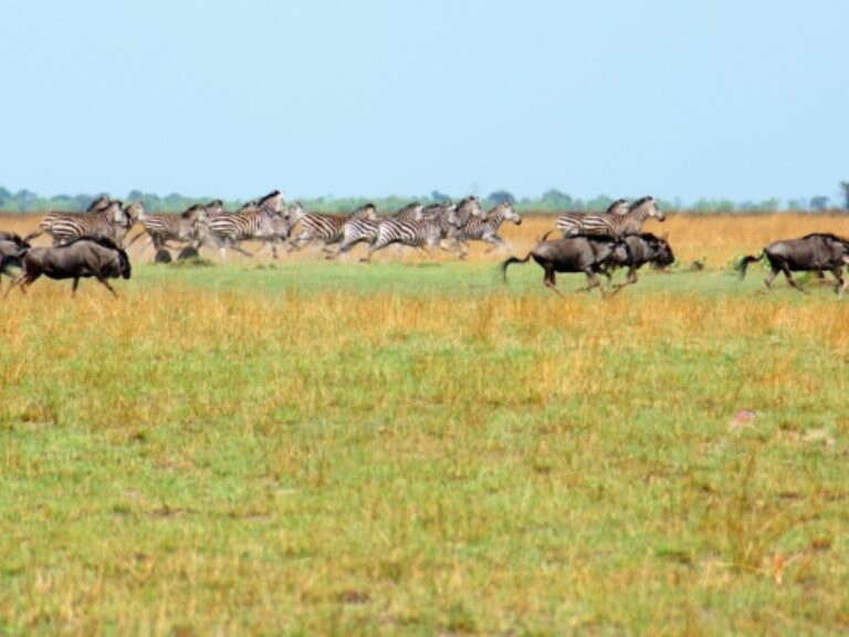 Wildebeest migration without the crowds