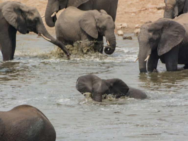 Zimbabwe Travels