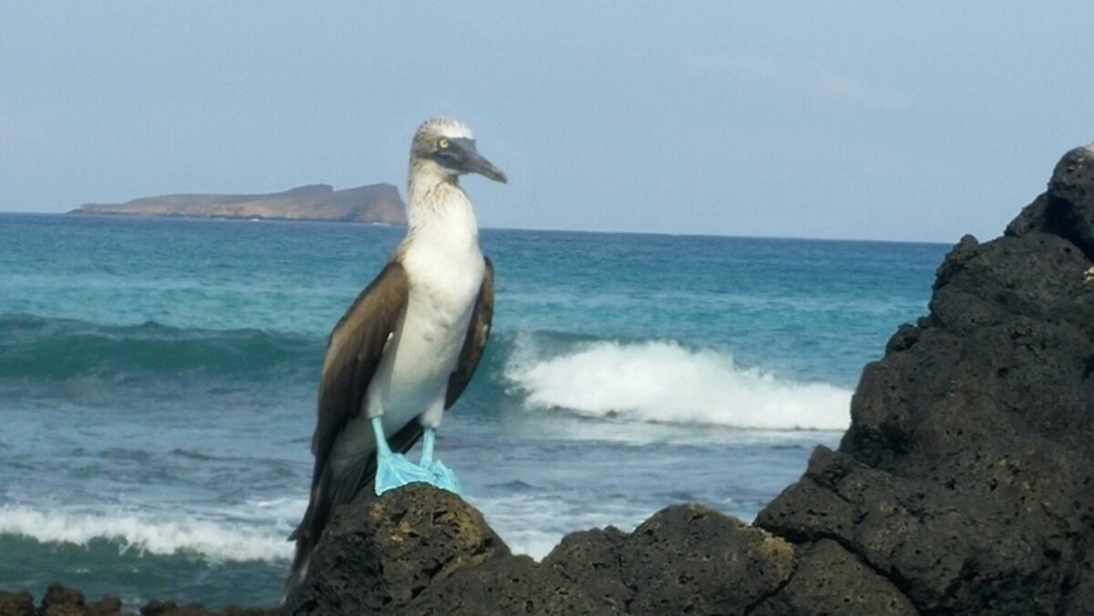 010-Blue-Footed-Boobie