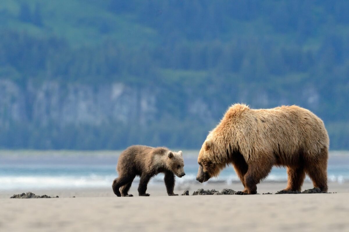 015 Alaska Katmai Grizzly 2