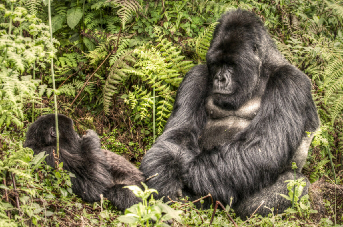 022 Gorilla Rwanda 2