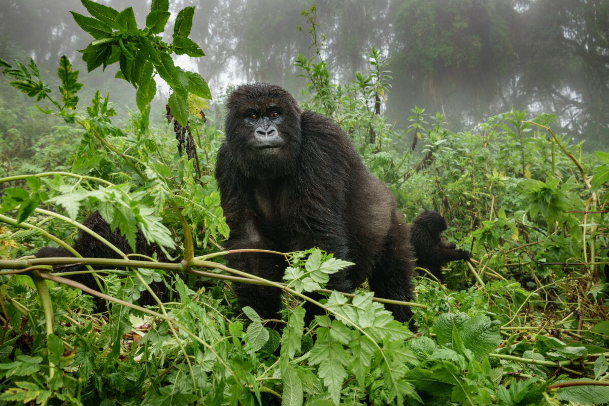 022 Gorilla Rwanda