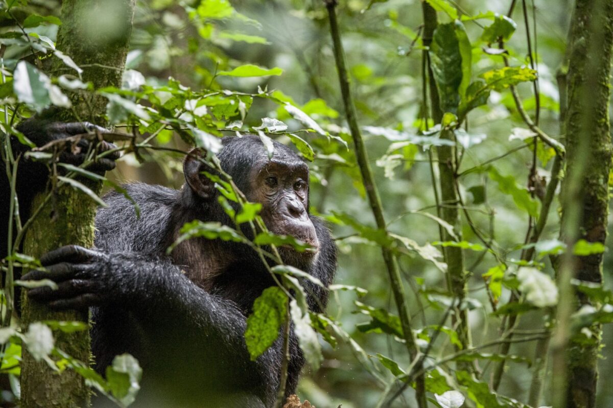 022 Uganda Chimpanzee