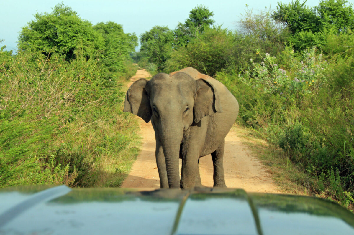 031 Sri Lanka Udawalawe Elephant 2