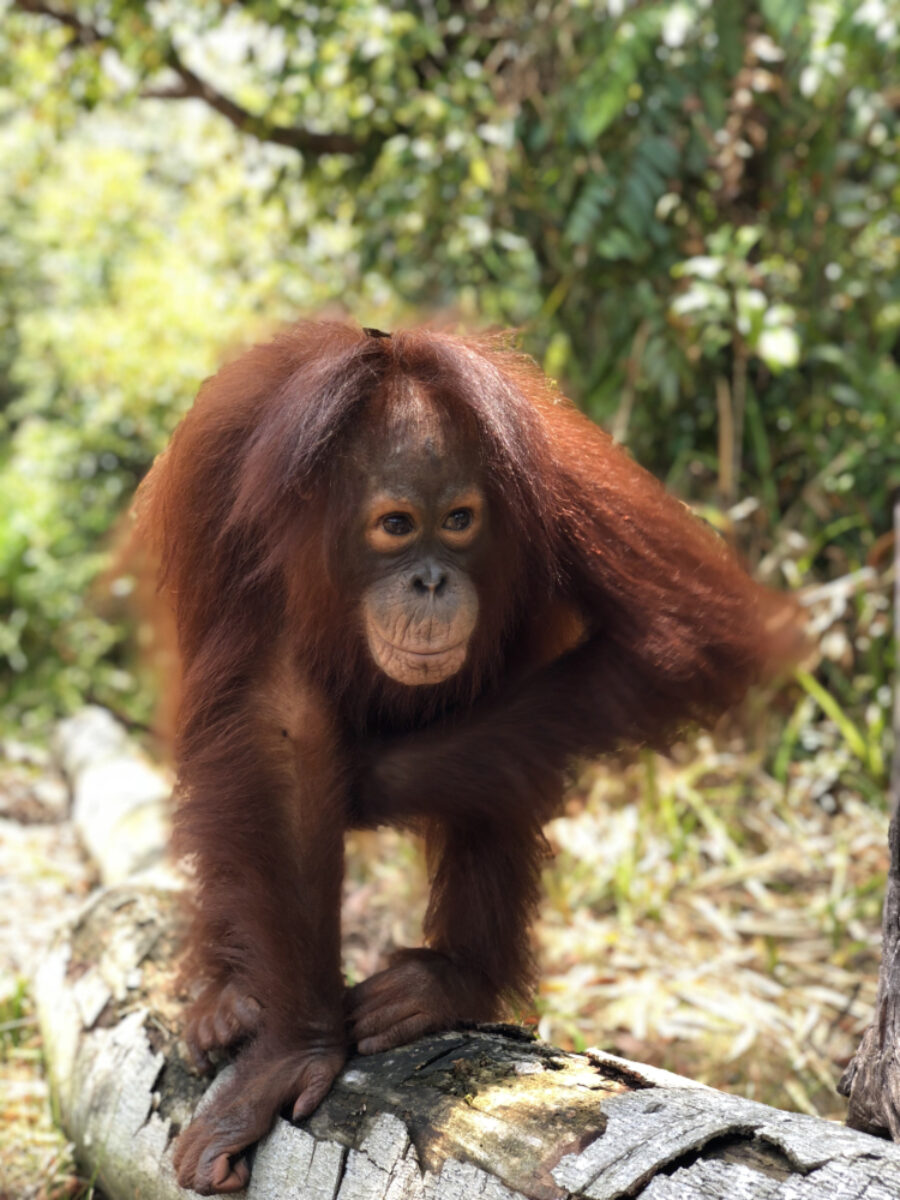 Okto-orphaned-orangutan-Nov-2018