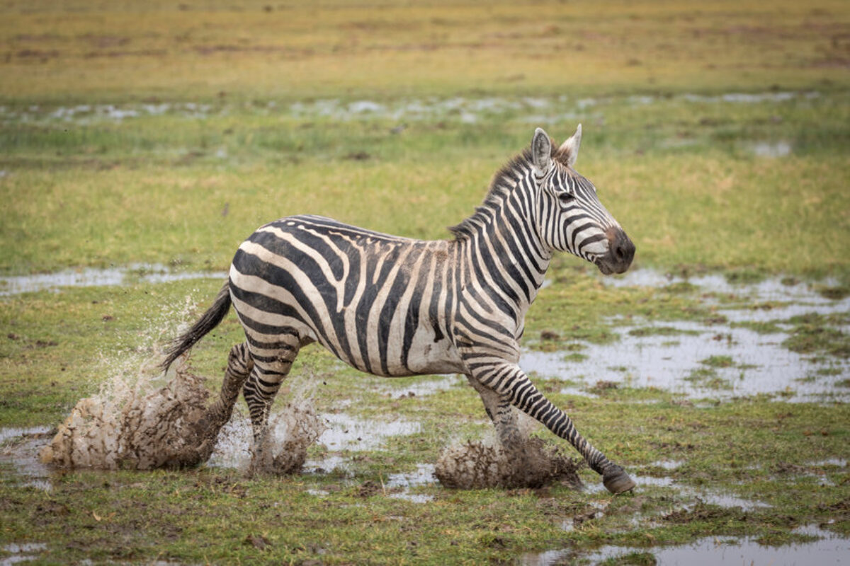 Adult zebra running in mud in Amboseli National Park in Kenya