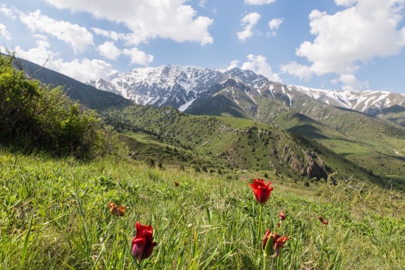 Aksu Zhabagly Reserve shymkent kazakhstan