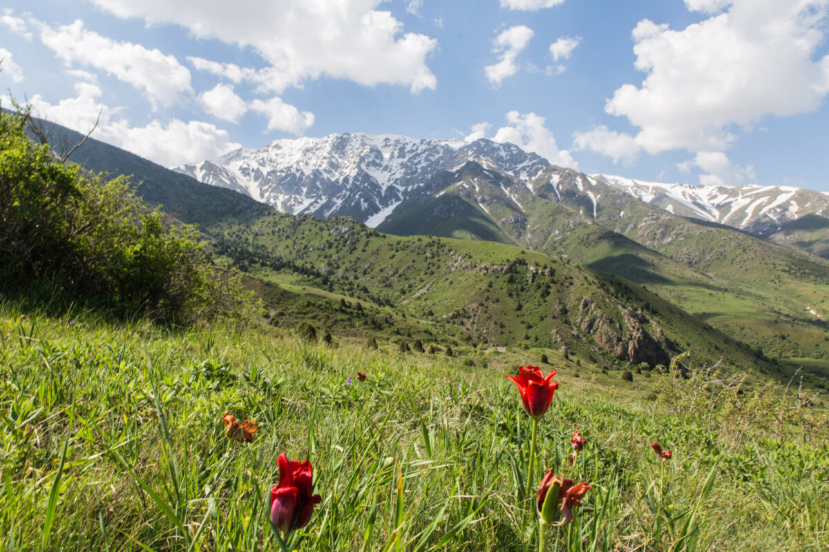 Aksu Zhabagly nature reserve near Shymkent and Tashkent