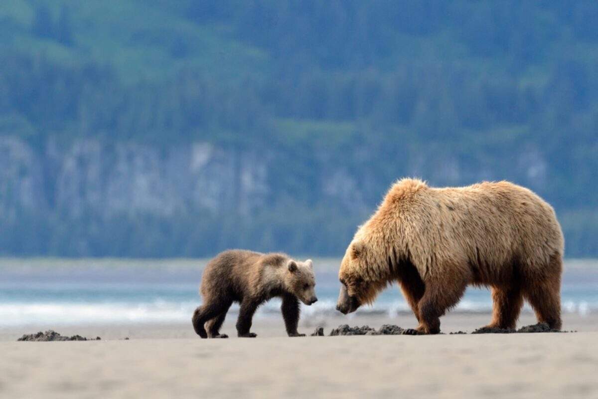 Alaska_grizzleybear2
